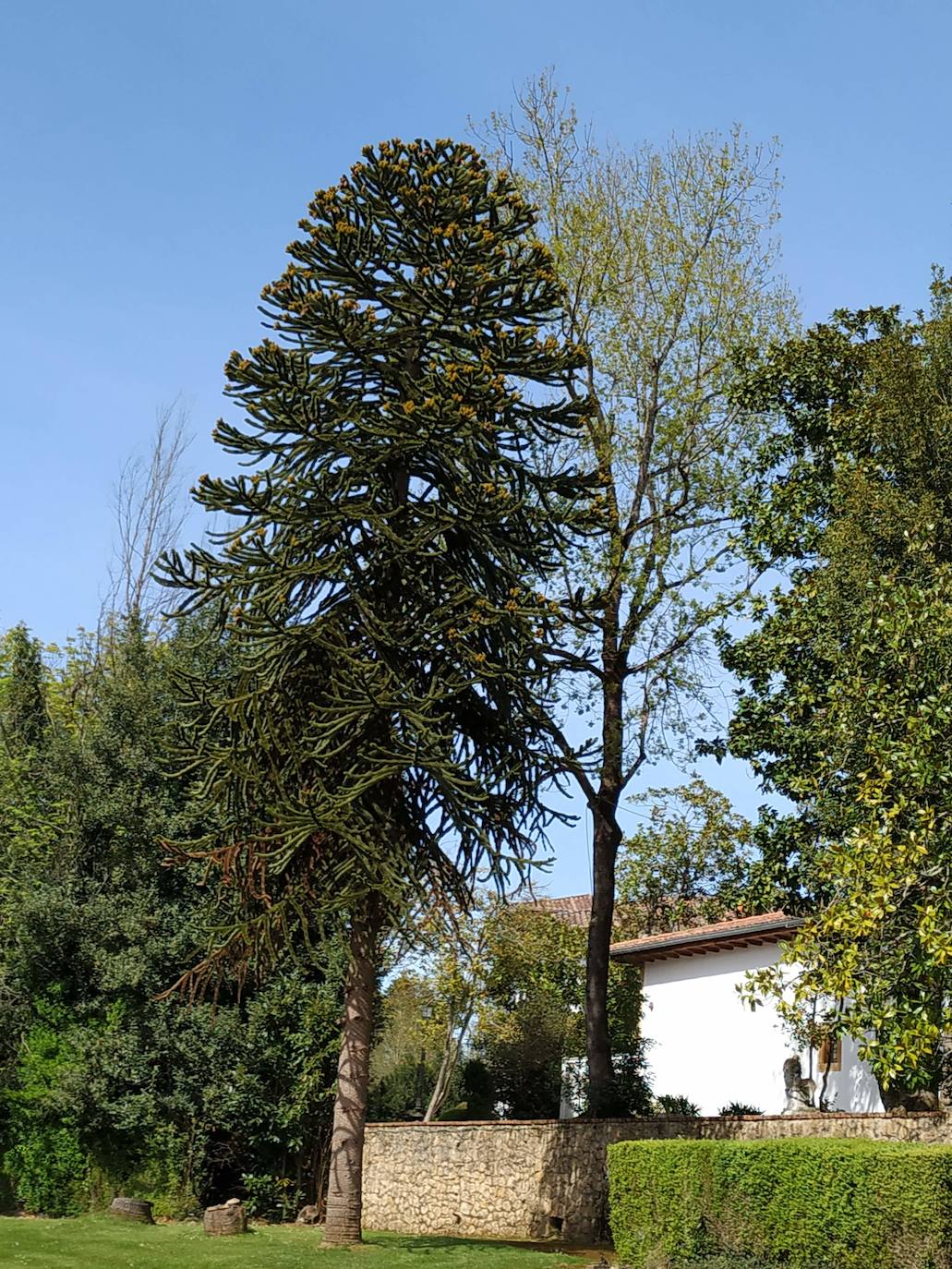 Araucaria angustifolia o pino de Panamá, a un lado de la pista de tenis.