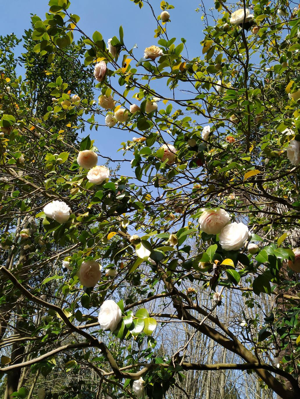 Una de las camelias japónicas blancas. Posiblemente sea la variedad Nupcius, de hoja muy oscura, igual que la de Peñafrancia.