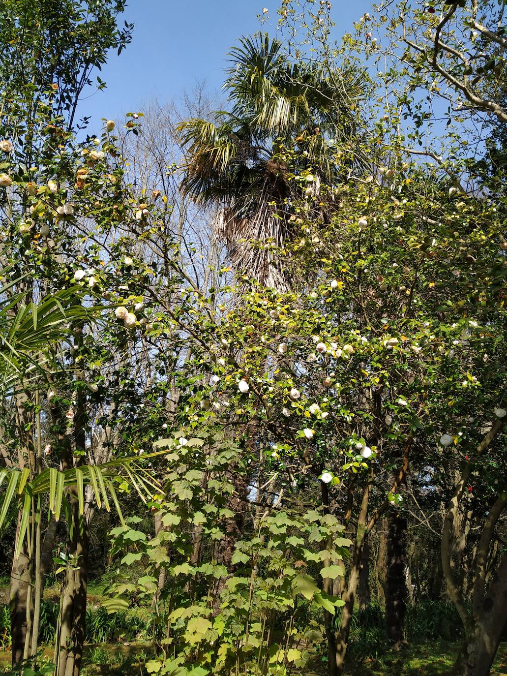 Las vetustas palmeras chinas sobresaliendo por encima de las camelias. Ambas especies tienen un siglo y medio de antigüedad.