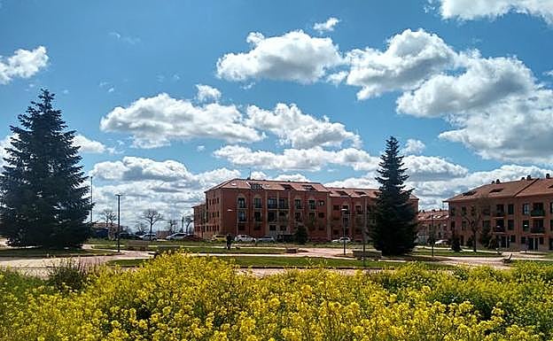 Diversidad de plantas herbáceas presentes en una zona de paseo de Salamanca.