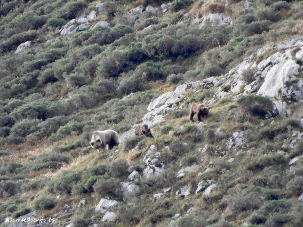 Expectación este Viernes Santo en Pola de Somiedo, después de que varios osos pardos se hayan dejado ver, para disfrute de turistas y locales 