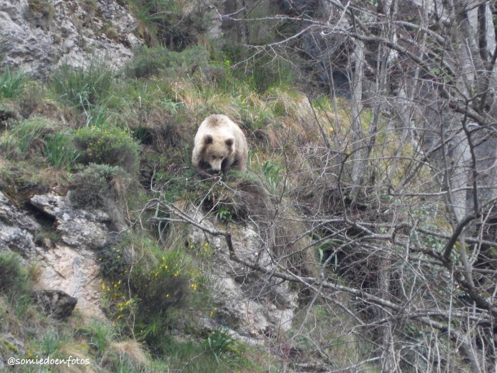 Expectación este Viernes Santo en Pola de Somiedo, después de que varios osos pardos se hayan dejado ver, para disfrute de turistas y locales 