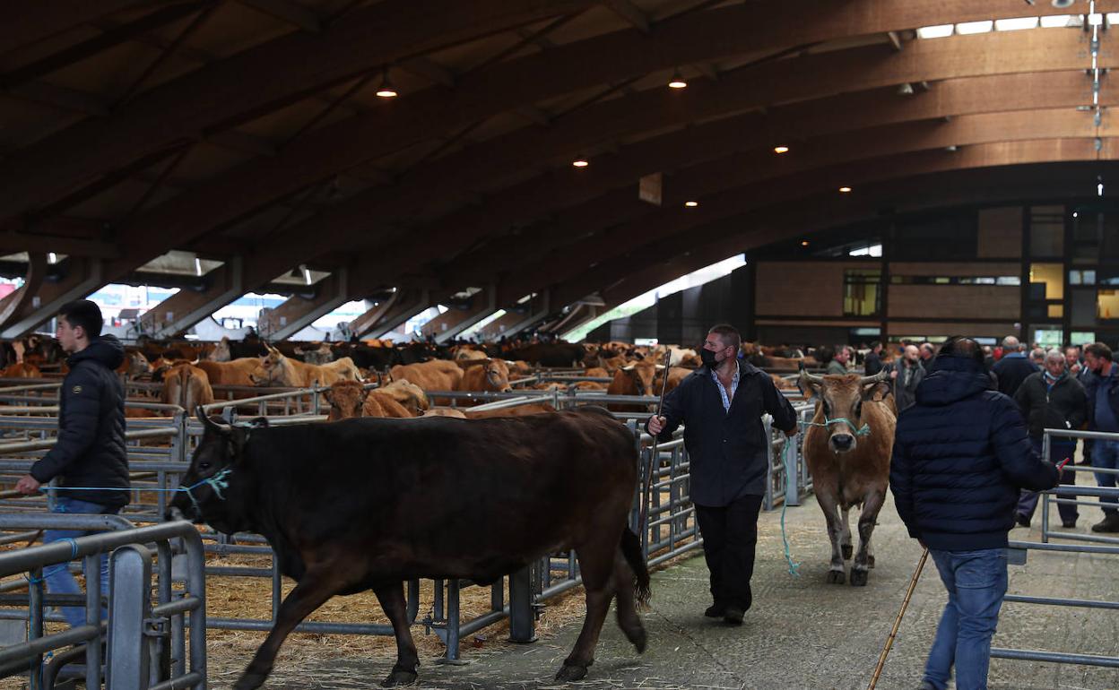 El Mercado de Ganado de Siero, durante la visita de este lunes del consejero de Medio Rural Y Cogesión Territorial del Gobierno asturiano.