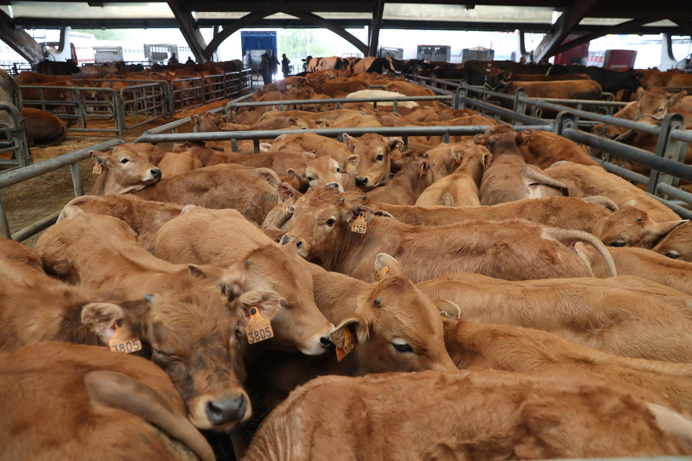 El consejero de Medio Rural y Cohesión Territorial, Alejandro Calvo, visitó este lunes, el Mercado Nacional de Ganado de Pola de Siero, que hace unas semanas ha vuelto a la normalidad tras el parón al que se vieron obligados con la huelga de transportes.