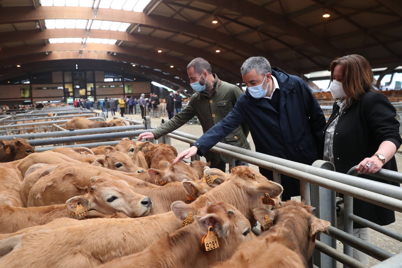 El consejero de Medio Rural y Cohesión Territorial, Alejandro Calvo, visitó este lunes, el Mercado Nacional de Ganado de Pola de Siero, que hace unas semanas ha vuelto a la normalidad tras el parón al que se vieron obligados con la huelga de transportes.