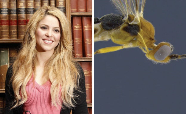 La cantante colombiana Shakira fue la musa de los científicos Eduardo Shimburi y Scott Shaw al elegir el nombre de la avispa 'Aleiodes Shakirae', pues aseguran que el animal se mueve de forma similar a los «contoneos» de la cantante.