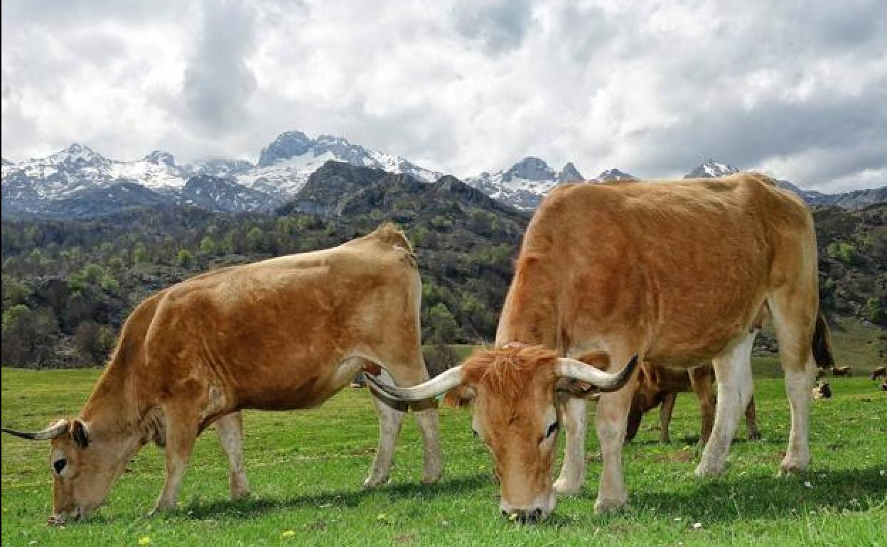 Ganado en la Montaña de Covadonga.