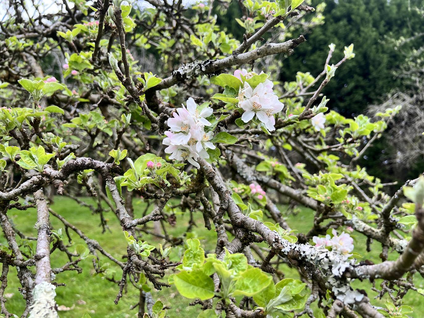Fotos: El espectáculo de los manzanos en flor