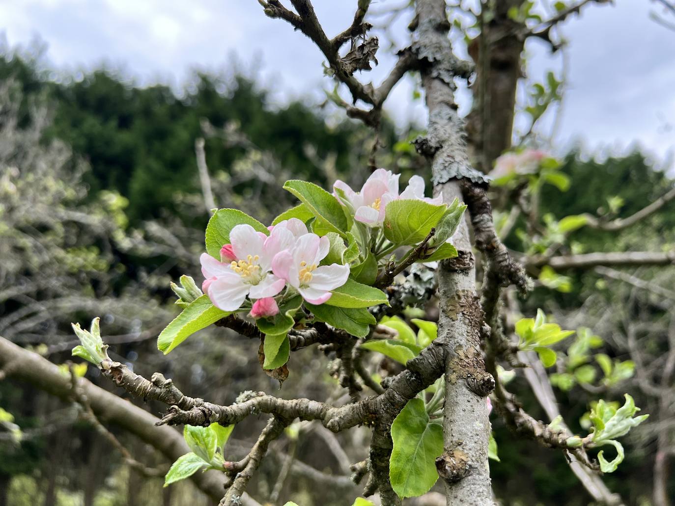 Fotos: El espectáculo de los manzanos en flor