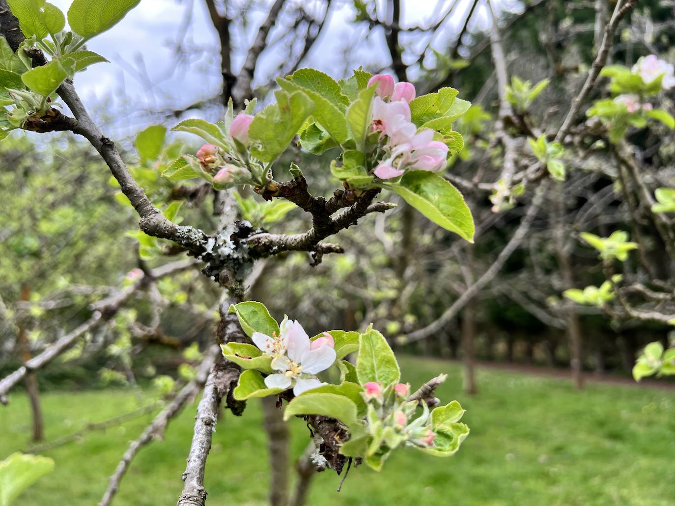 Fotos: El espectáculo de los manzanos en flor