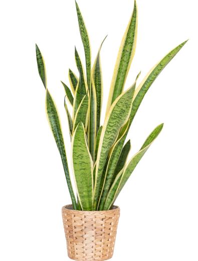 Sansevierias