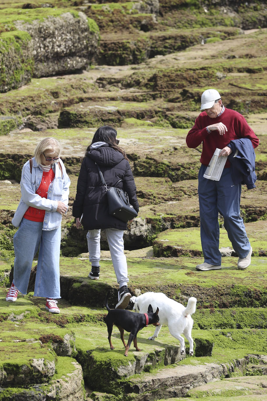 La playa gijonesa de San Lorenzo se ha llenado de perros este sábado, último día antes del inicio de la temporada de baños, periodo en el que los canes no pueden acceder al arenal. 