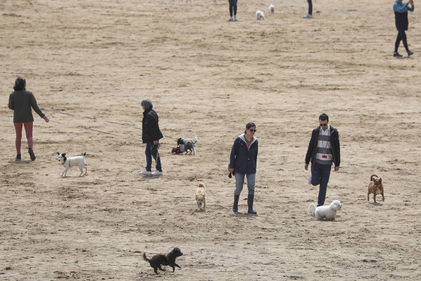 La playa gijonesa de San Lorenzo se ha llenado de perros este sábado, último día antes del inicio de la temporada de baños, periodo en el que los canes no pueden acceder al arenal. 