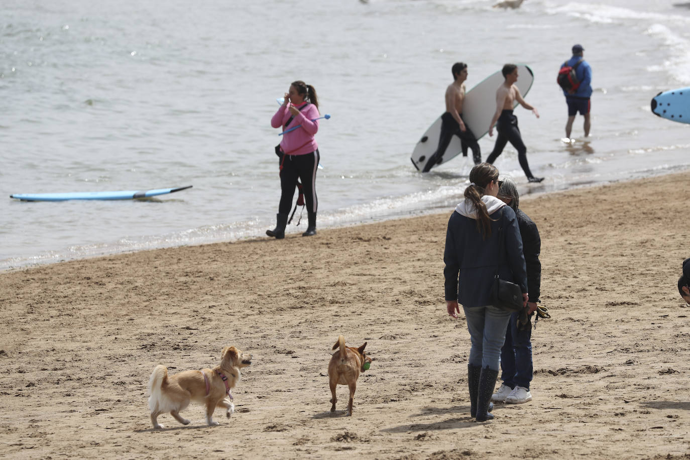 La playa gijonesa de San Lorenzo se ha llenado de perros este sábado, último día antes del inicio de la temporada de baños, periodo en el que los canes no pueden acceder al arenal. 