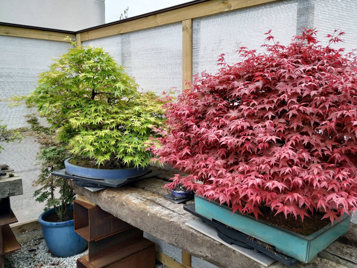 Estos son dos robustos bonsáis de arces japoneses: uno verde chillón y otro rojo, que suelen ser los que más atraen a los invitados de Rubén.