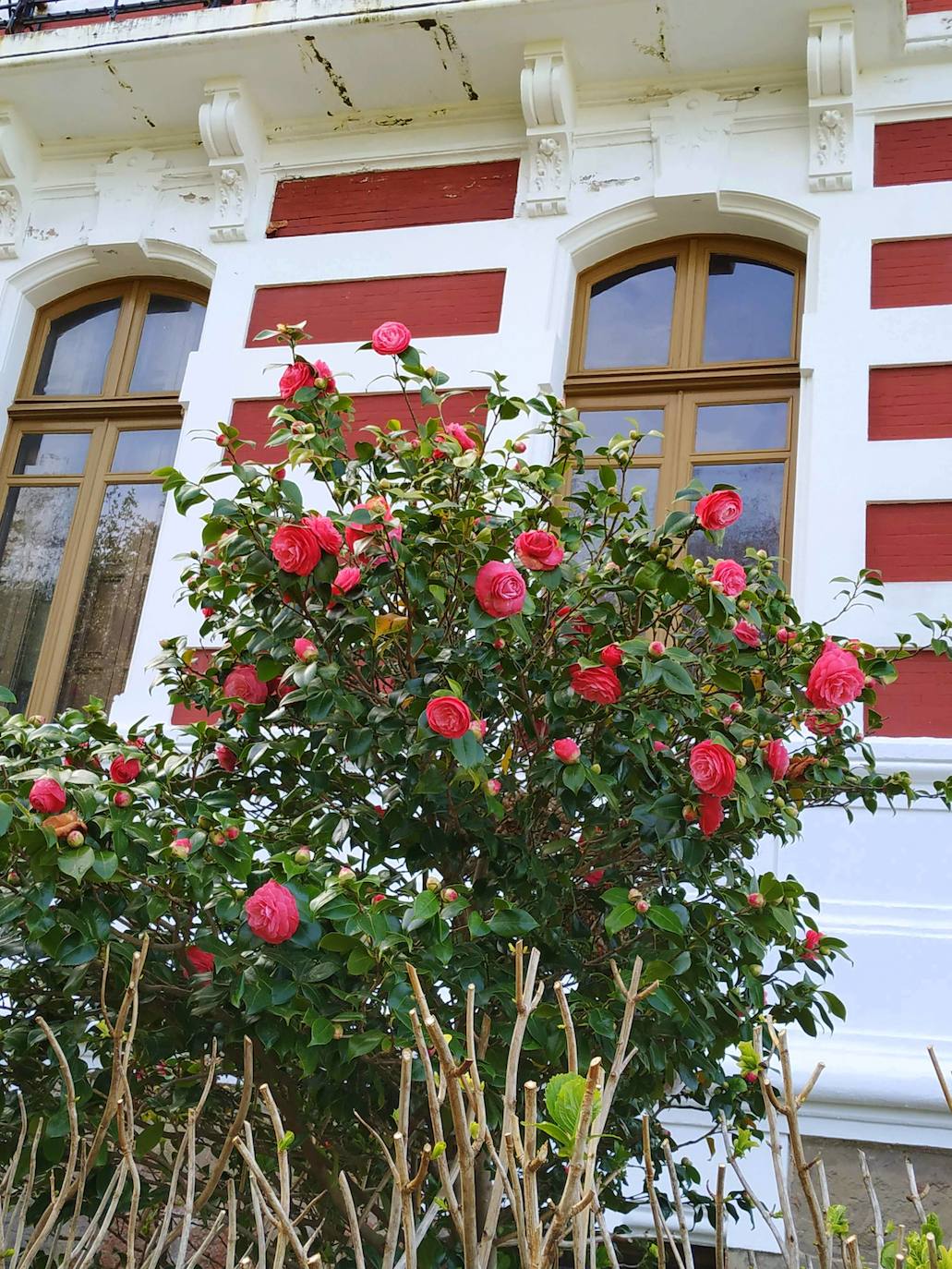 Camelias japónicas del lado septentrional de la casa.