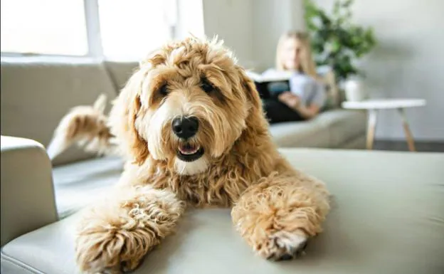 ¿Con qué frecuencia deberías dar de comer a tu perro?