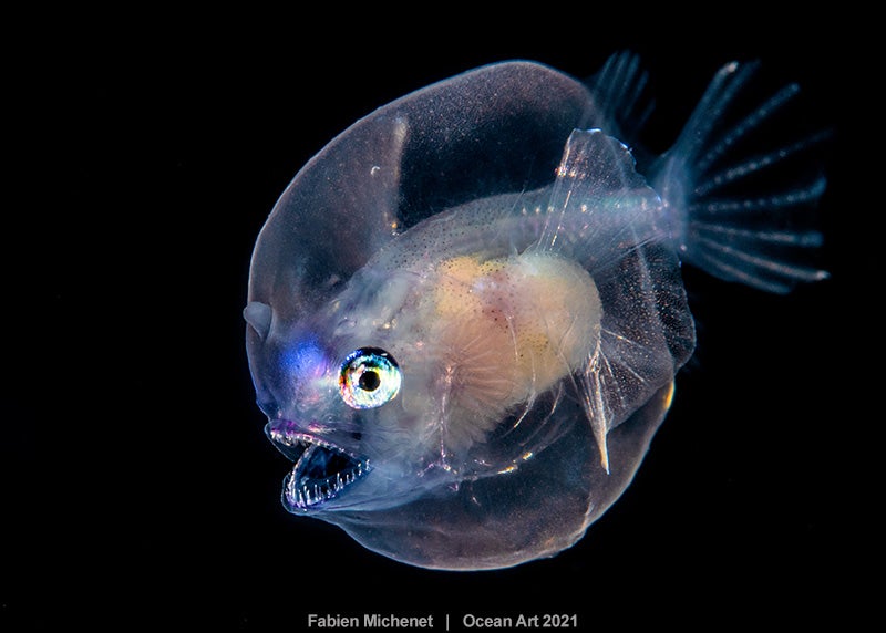 Las imágenes ganadoras del concurso 'Ocean Art' de fotografía submarina organizado por la publicación 'Underwater Photography'. 