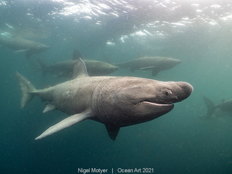 Las imágenes ganadoras del concurso 'Ocean Art' de fotografía submarina organizado por la publicación 'Underwater Photography'. 