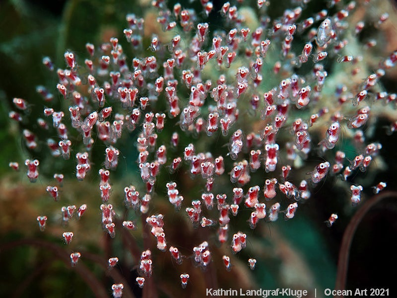 Las imágenes ganadoras del concurso 'Ocean Art' de fotografía submarina organizado por la publicación 'Underwater Photography'. 