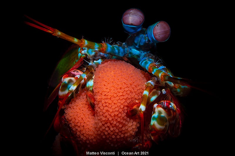 Las imágenes ganadoras del concurso 'Ocean Art' de fotografía submarina organizado por la publicación 'Underwater Photography'. 