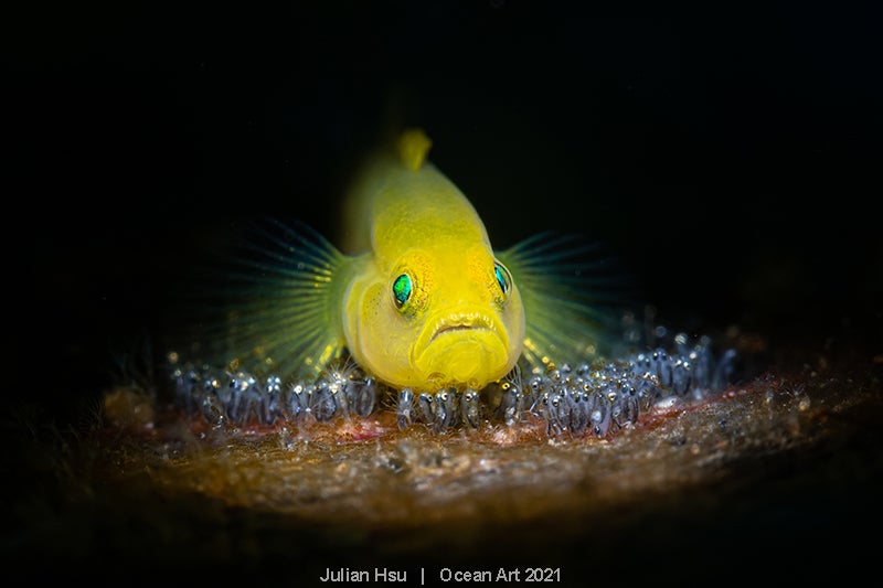 Las imágenes ganadoras del concurso 'Ocean Art' de fotografía submarina organizado por la publicación 'Underwater Photography'. 