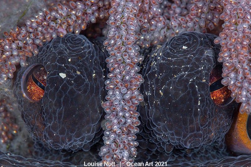 Las imágenes ganadoras del concurso 'Ocean Art' de fotografía submarina organizado por la publicación 'Underwater Photography'. 