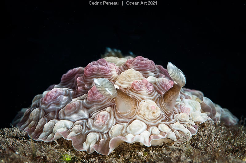 Las imágenes ganadoras del concurso 'Ocean Art' de fotografía submarina organizado por la publicación 'Underwater Photography'. 