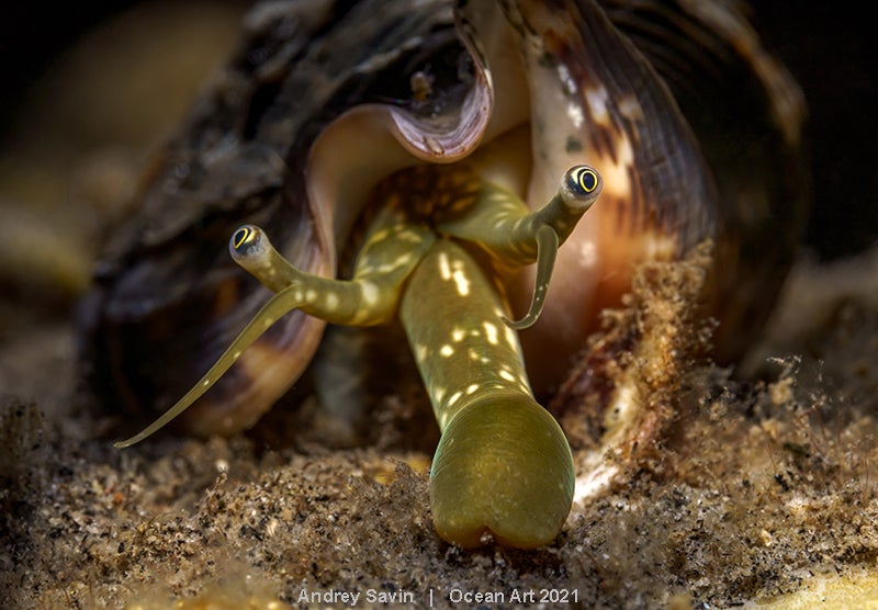 Las imágenes ganadoras del concurso 'Ocean Art' de fotografía submarina organizado por la publicación 'Underwater Photography'. 