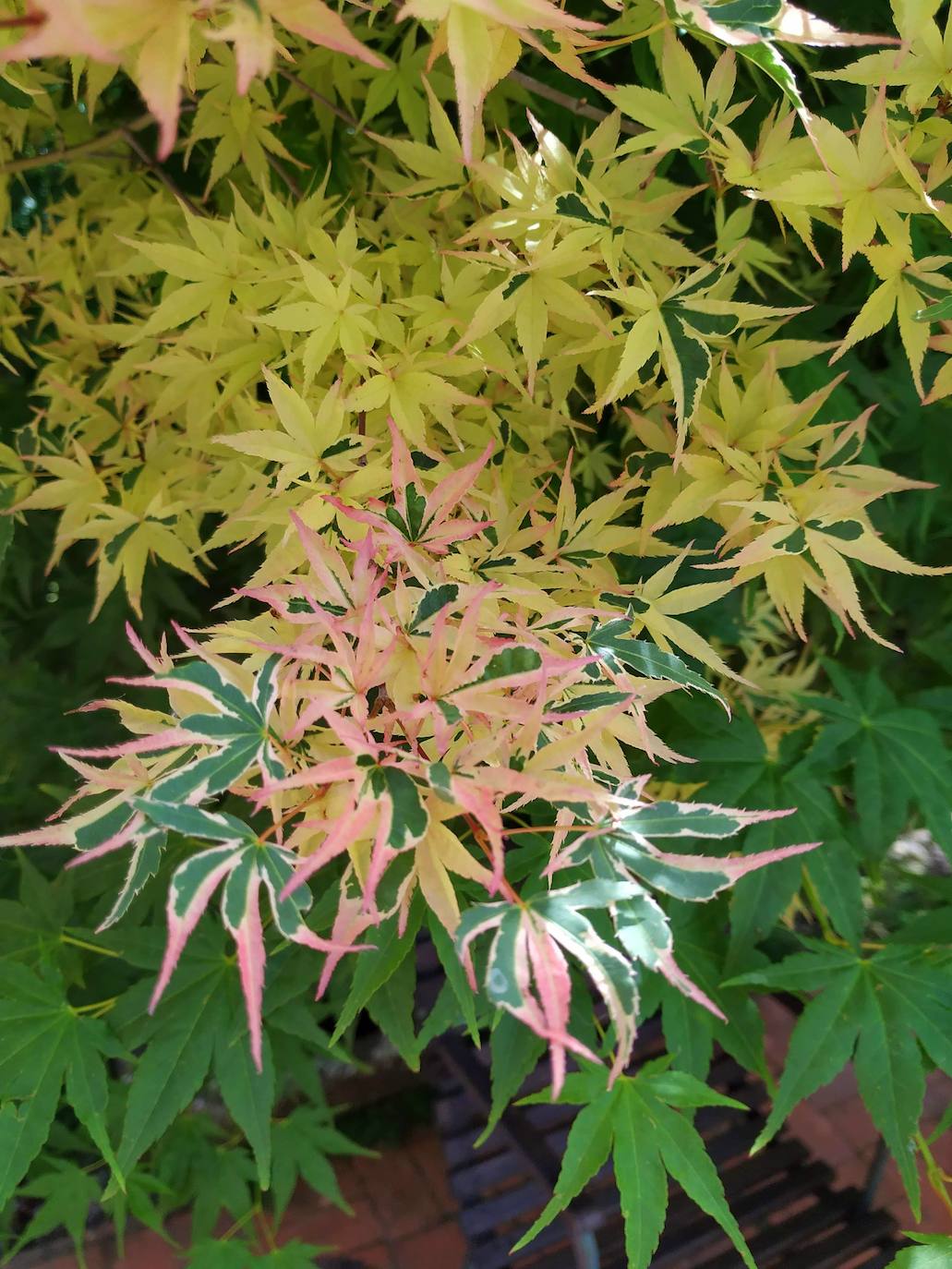 Espectaculares hojas de un acer palmatum Butterfy (variegado) cambiantes según la incidencia del sol: rosas, granates, verdes oscuras, blancas, amarillas…