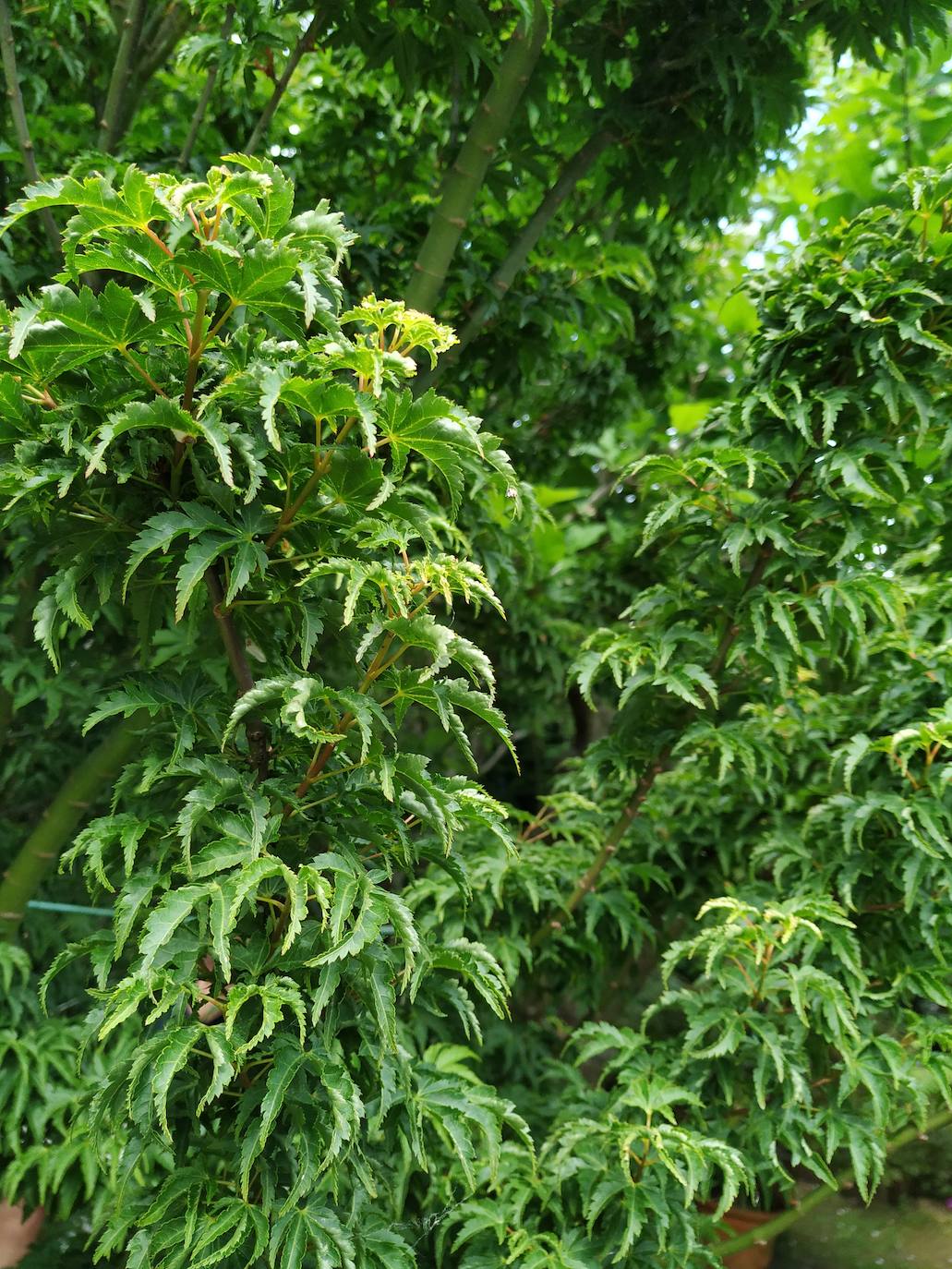 Acer shishigashira caracterizado por ser de hoja pequeña, más dura, verde botella y retorcida.