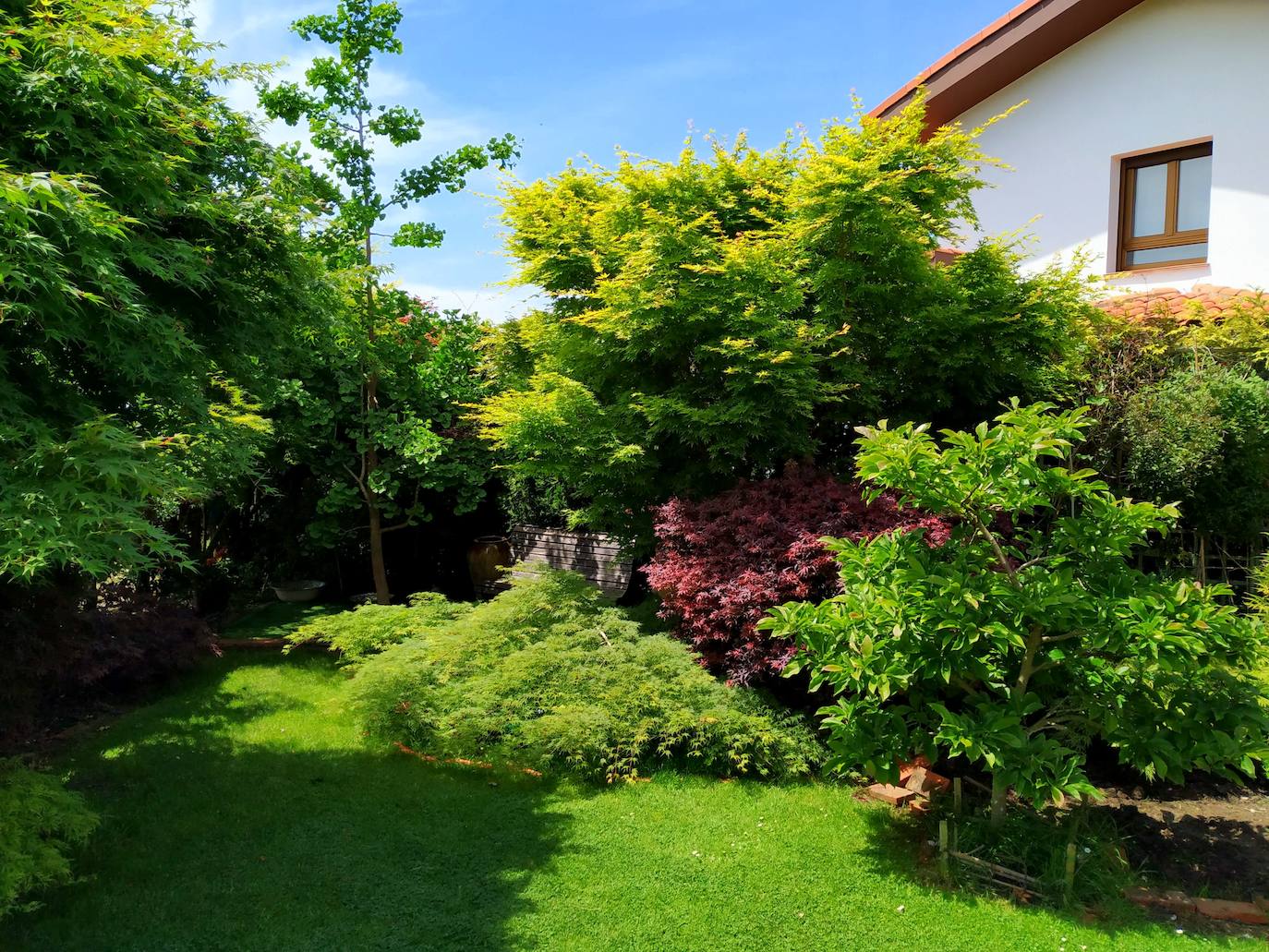 Vista del ángulo suroccidental del jardín con el enorme acer dissectum Lemon Lime Lace junto a un acer palmatum rojo y un espigado ginkgo biloba. 