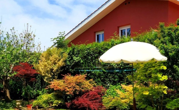 Preciosa composición de portes y colores del flanco norte. El acer shirasawanum Aureum protegido bajo la sombrilla, el dissectum Garnet rojo en medio y el Corallinum rojiverde a su izquierda.