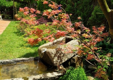 Imagen secundaria 1 - Colorista composición de dos acer dissectum verde y granate de 50 cm. de altura junto a la exuberancia de las azaleas. Joven acer Emerald Lace junto a la fuente de piedra.