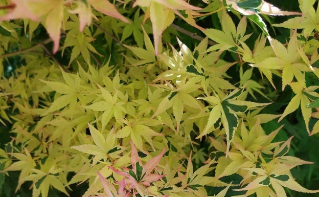 Espectaculares hojas de un acer palmatum Butterfy (variegado) cambiantes según la incidencia del sol: rosas, granates, verdes oscuras, blancas, amarillas… 