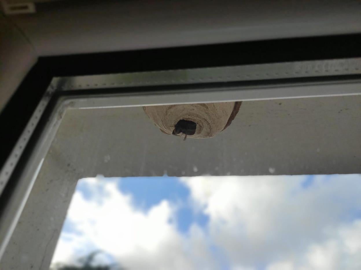 Un nido embrionario en una ventana de un bloque de viviendas en Avilés.