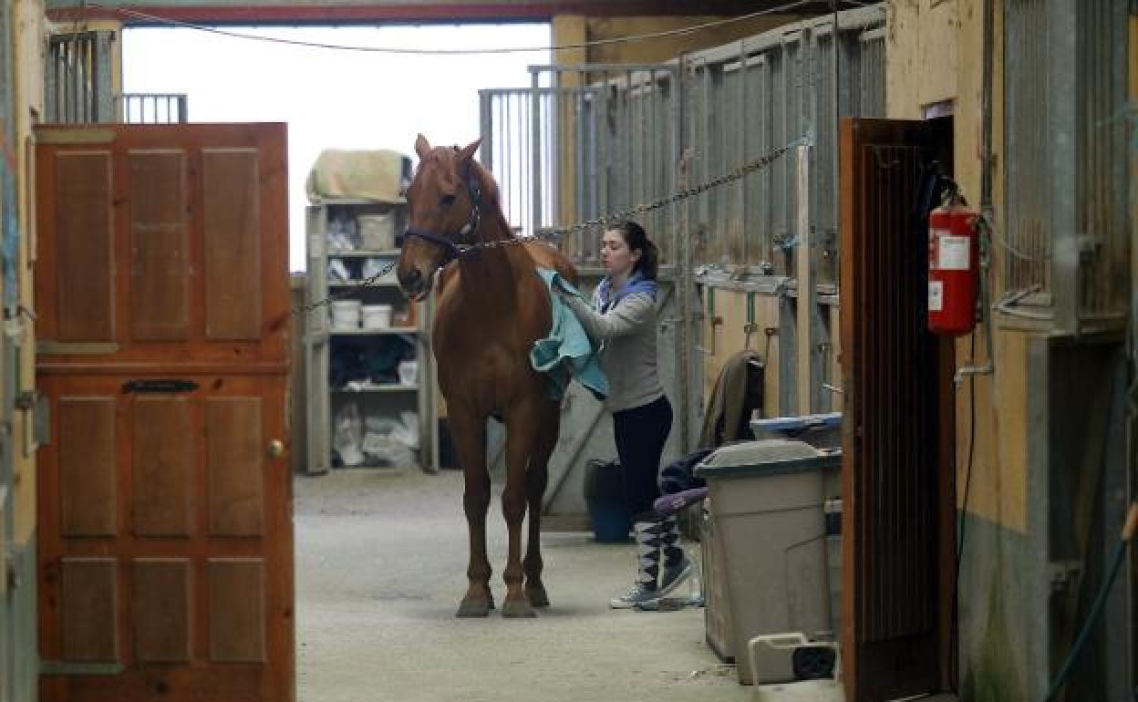 Una amazona atiende a un caballo en el centro ecuestre municipal de El Asturcón en una imagen de archivo.