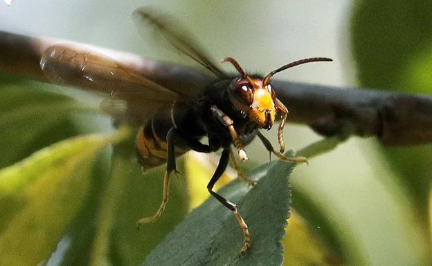 Avispa Velutina.