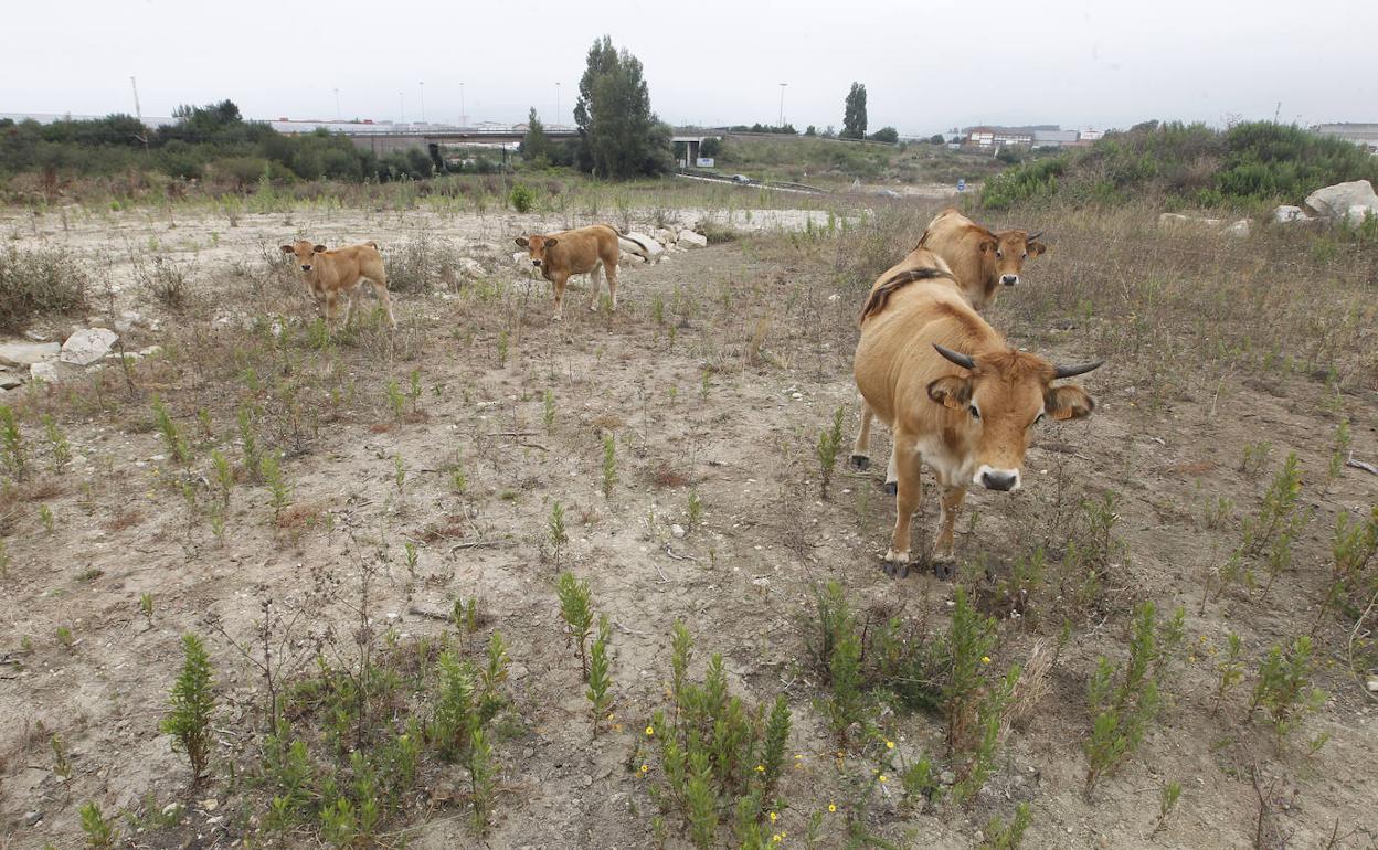 Zona entre Lloreda y Veriña, con las obras paradas desde inicios de 2018.
