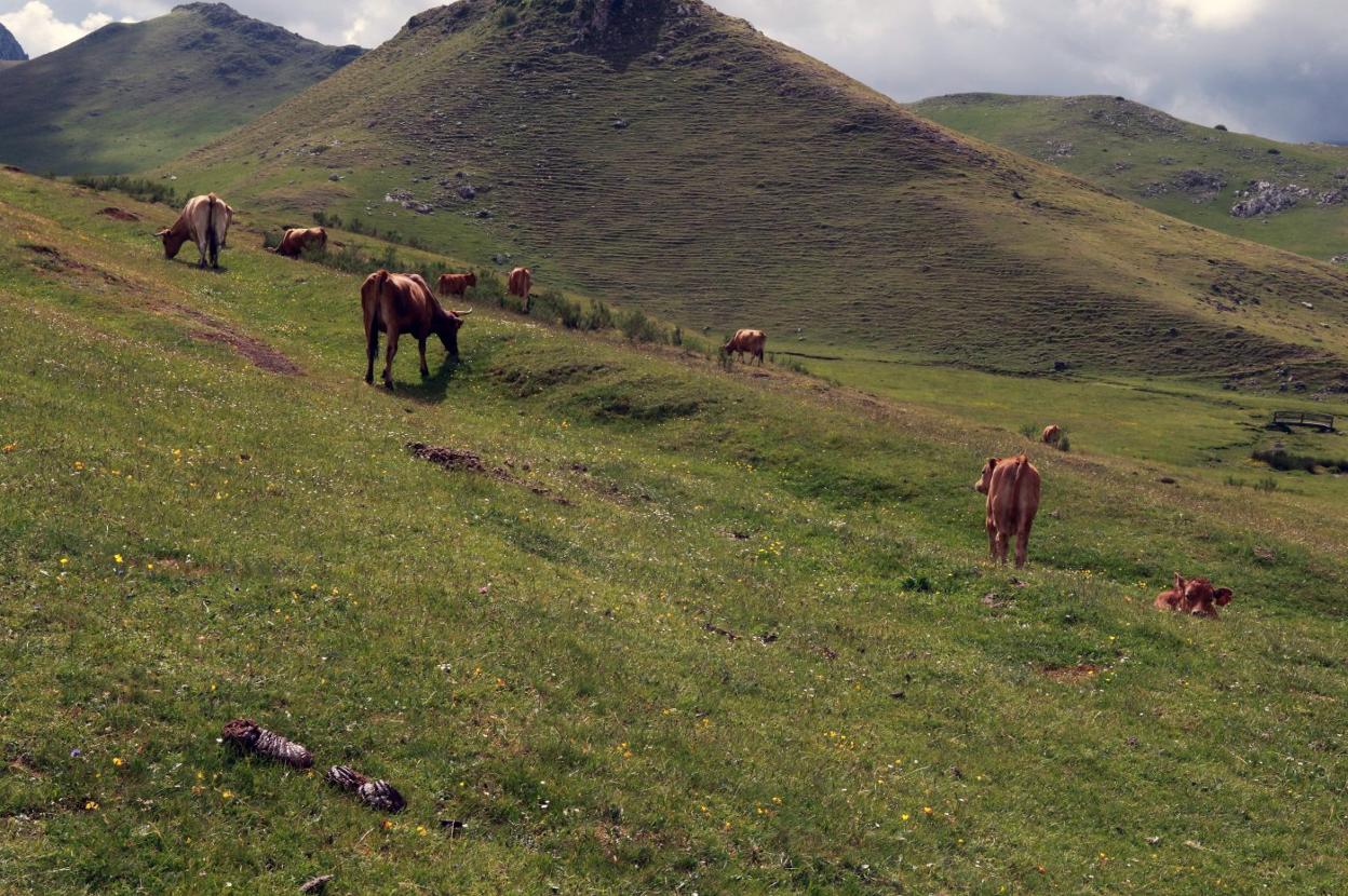 Unas vacas pastan en una de las zonas de Puerto Pinos. Los ganaderos se quejan de que apenas hay hierba. 