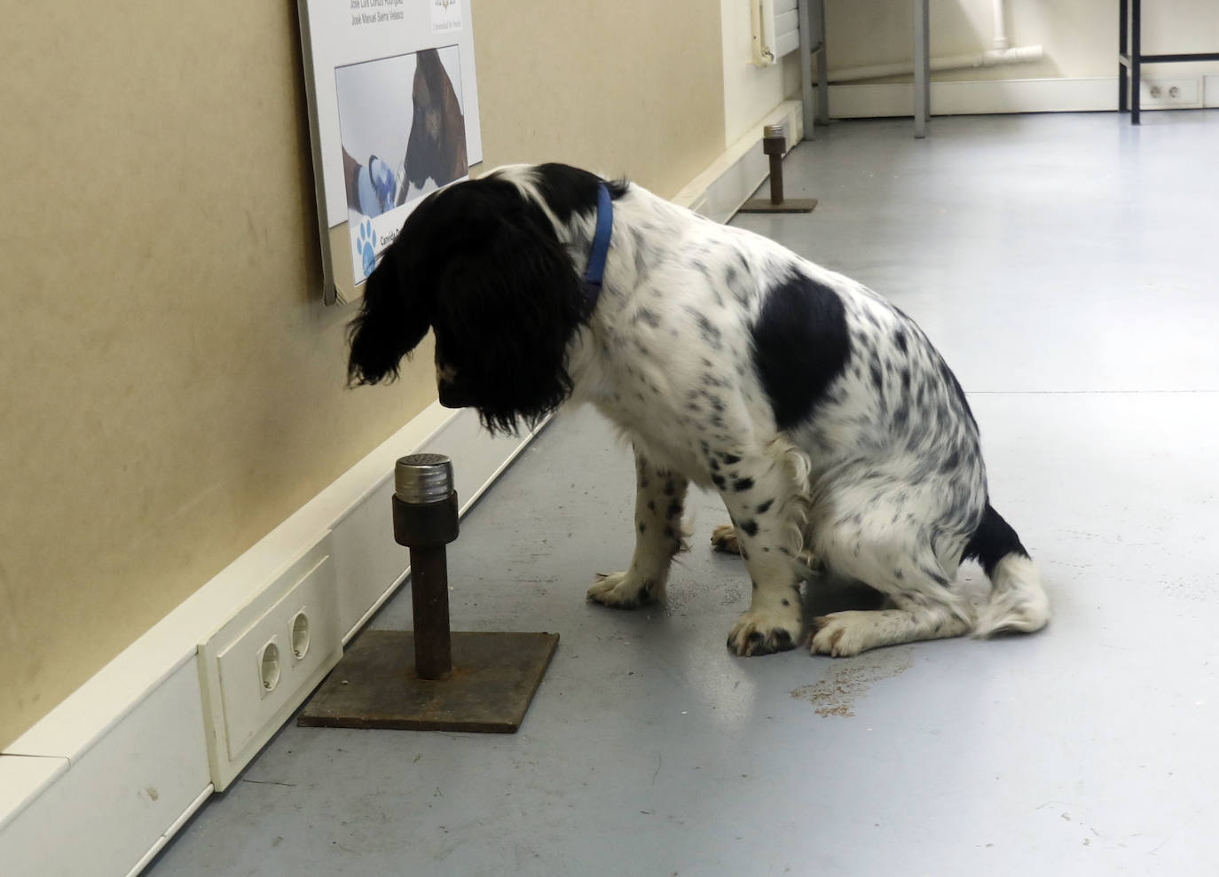 'Roy', especializado en covid, marca una muestra positiva. 