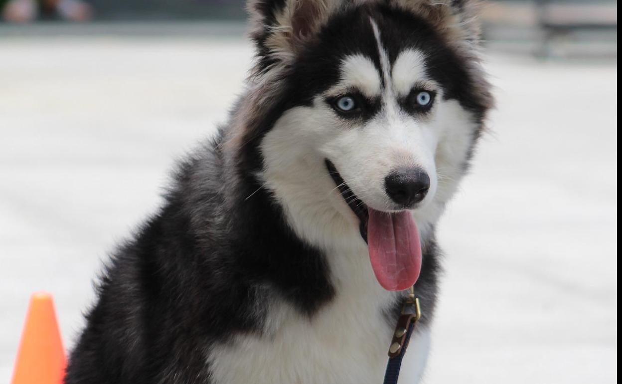 Encuentra a su perro tras ofrecer su moto como recompensa