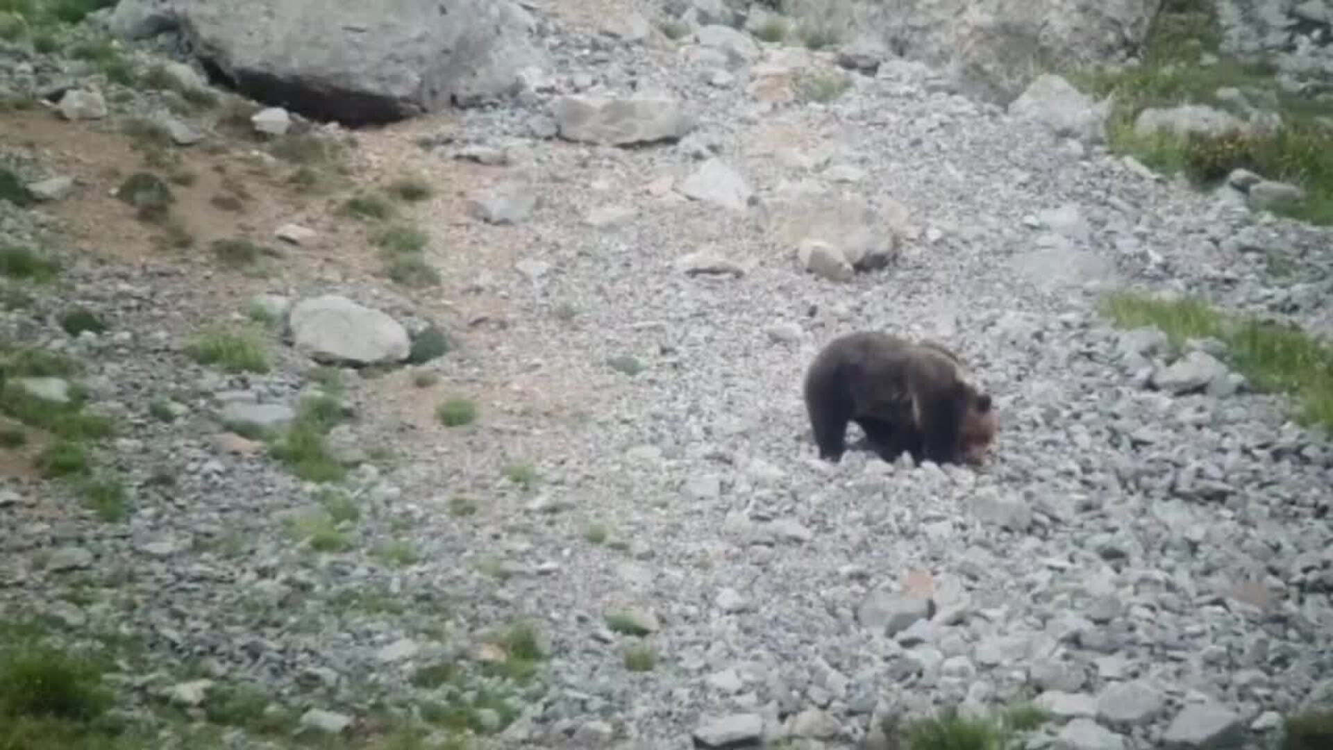 La pelea entre dos osos en la Montaña Palentina acaba en tragedia