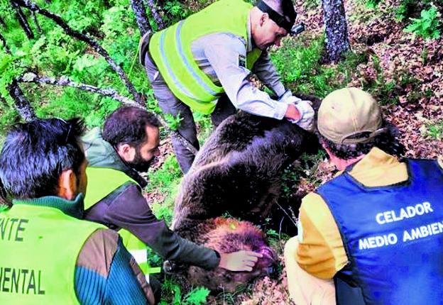 Encuentran herida a la osa que se despeñó al pelear por salvar a su cría