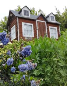 Imagen secundaria 2 - Vista general del jardín con el cenador en medio y los parterres cerrados con rocalla en torno al mismo; y ceanothus en plena floración con la casita de juegos infantiles detrás.