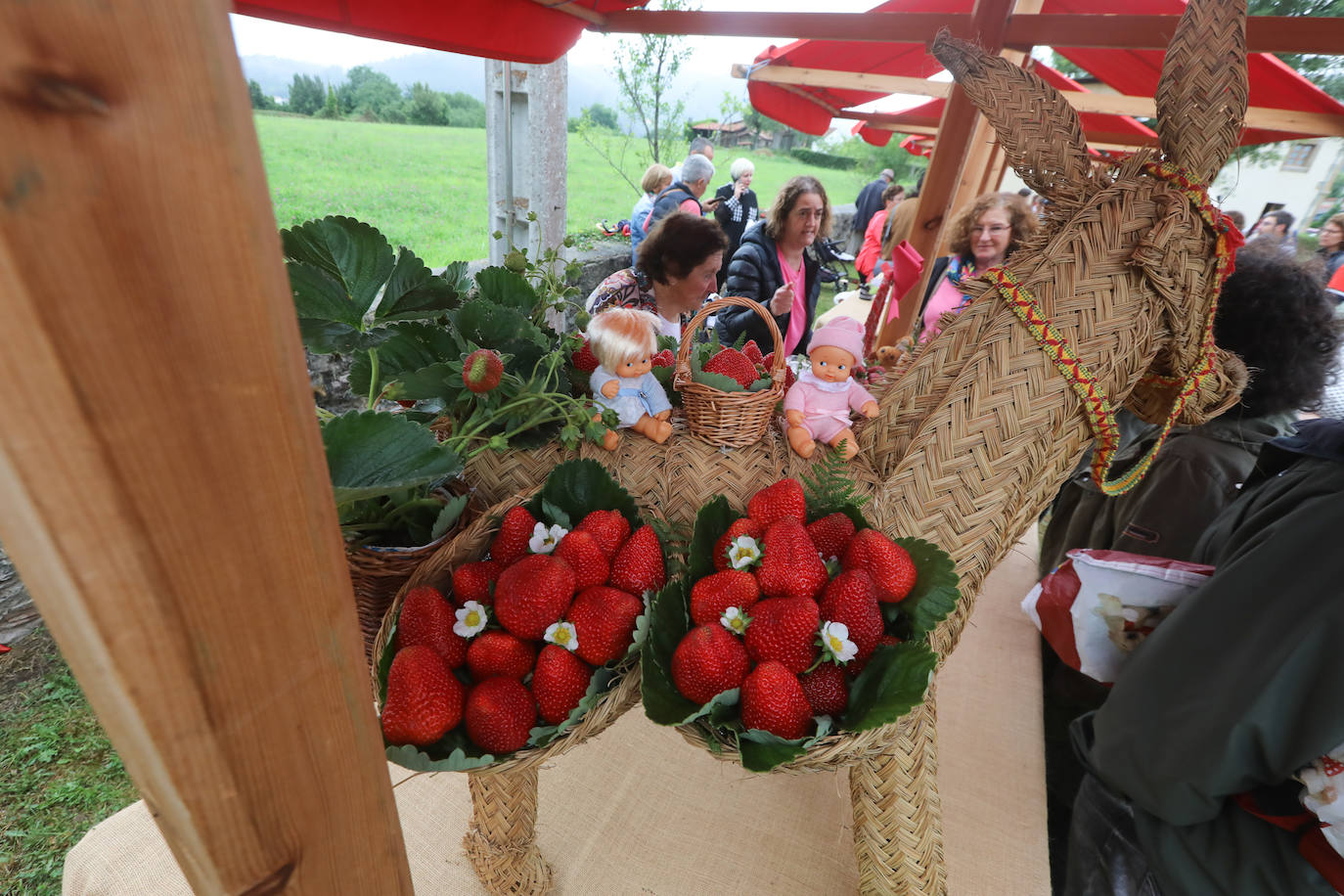 El Festival de la Fresa de Candamo alcanza su 43 edición. Pese al mal tiempo, en el certamen participaron 16 productores y hasta se presentó una variedad autóctona, rescatada del olvido tras varias décadas sin producción. 