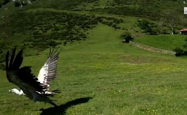 Así han puesto en libertad a un buitre leonado en el Parque Natural de Redes 