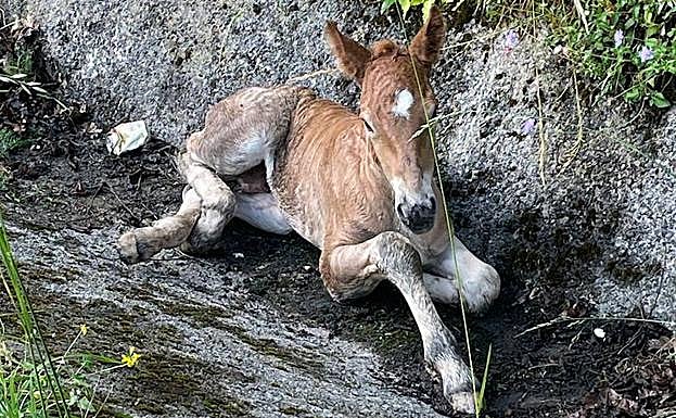 La Guardia Civil rescata a un potrillo que se despeñó en Mieres