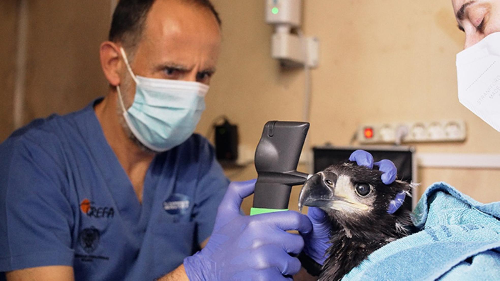 Revisión veterinaria antes de emprender el viaje. 