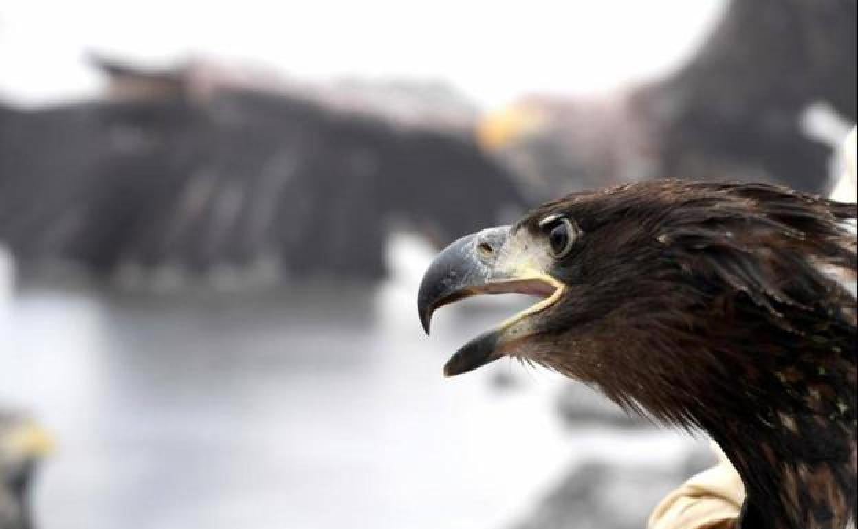 La Coordinadora Ecologista califica de «chiringuito sin sentido» el Proyecto Pigargo